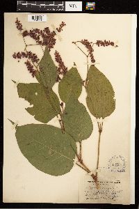 Persicaria orientalis image