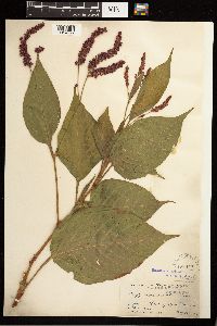 Persicaria orientalis image