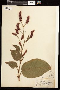 Persicaria orientalis image