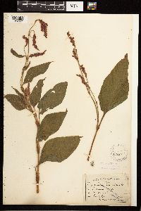 Persicaria orientalis image