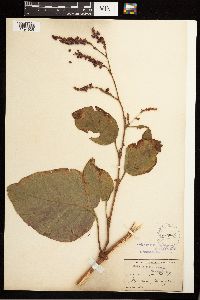 Persicaria orientalis image