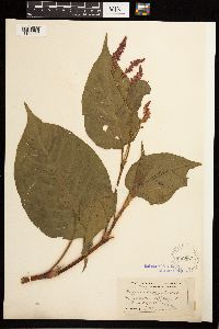 Persicaria orientalis image