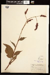 Persicaria orientalis image