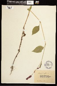 Persicaria orientalis image