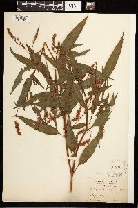 Persicaria pensylvanica image