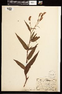 Persicaria pensylvanica image