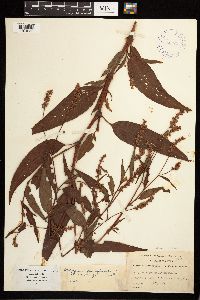 Persicaria pensylvanica image