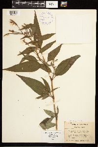 Persicaria pensylvanica image