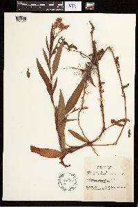 Persicaria pensylvanica image