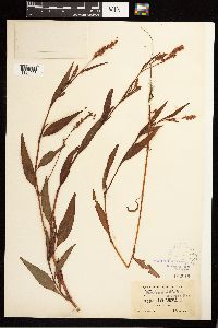 Persicaria pensylvanica image