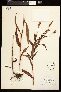Persicaria pensylvanica image