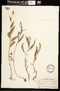 Persicaria pensylvanica image