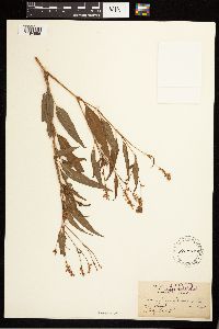 Persicaria pensylvanica image