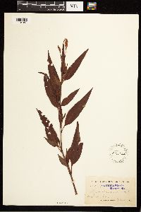 Persicaria pensylvanica image