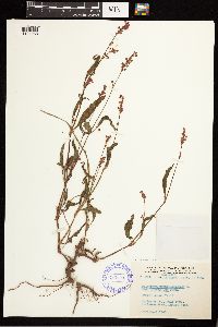 Persicaria pensylvanica image