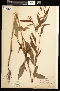 Persicaria pensylvanica image