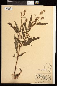 Persicaria pensylvanica image