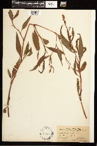Persicaria pensylvanica image