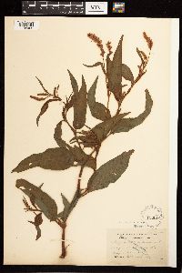 Persicaria pensylvanica image