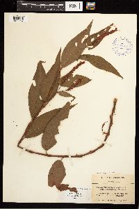 Persicaria pensylvanica image