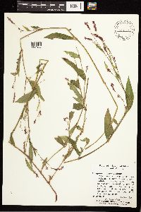 Persicaria pensylvanica image