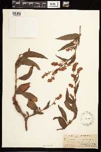 Persicaria pensylvanica image