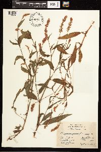 Persicaria pensylvanica image