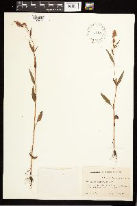 Persicaria pensylvanica image