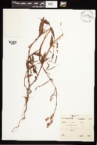 Persicaria pensylvanica image