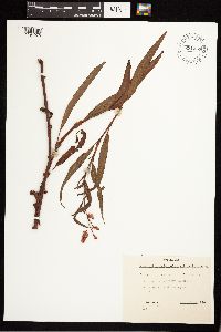 Persicaria pensylvanica image