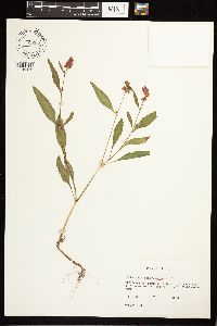 Persicaria pensylvanica image