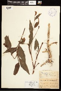 Persicaria pensylvanica image