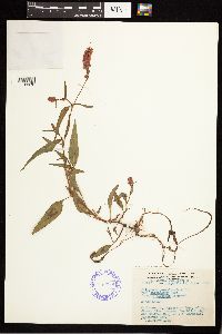 Persicaria pensylvanica image
