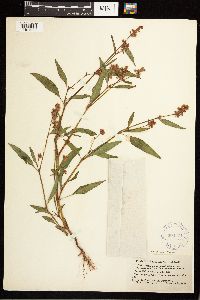 Persicaria pensylvanica image