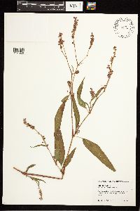 Persicaria pensylvanica image
