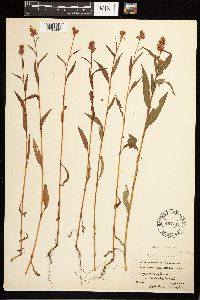 Persicaria pensylvanica image