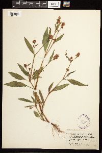 Persicaria pensylvanica image