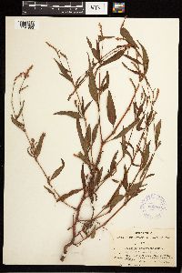 Persicaria pensylvanica image