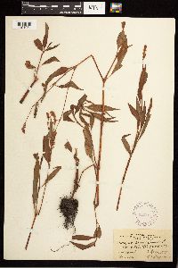 Persicaria pensylvanica image