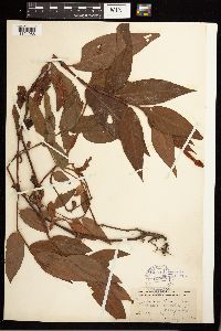 Persicaria pensylvanica image