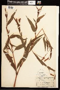 Persicaria pensylvanica image