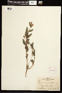 Persicaria pensylvanica image