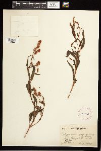 Persicaria pensylvanica image