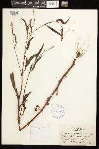 Persicaria pensylvanica image