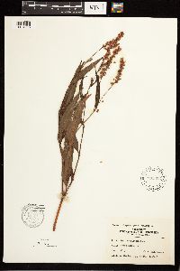 Persicaria pensylvanica image