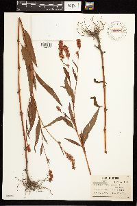 Persicaria pensylvanica image