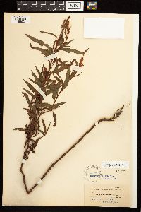 Persicaria pensylvanica image