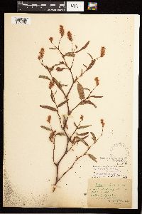 Persicaria pensylvanica image