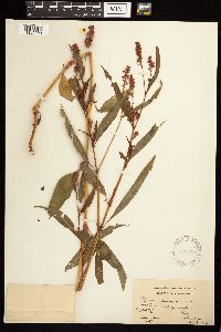 Persicaria pensylvanica image