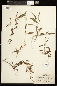 Persicaria pensylvanica image